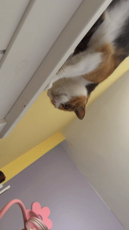 Lazy morning in Tel Aviv: cat antics and a granola bowl