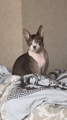 Sphynx cat spotted yawning on bed in Korolyov