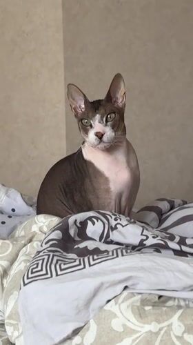 Sphynx cat spotted yawning on bed in Korolyov