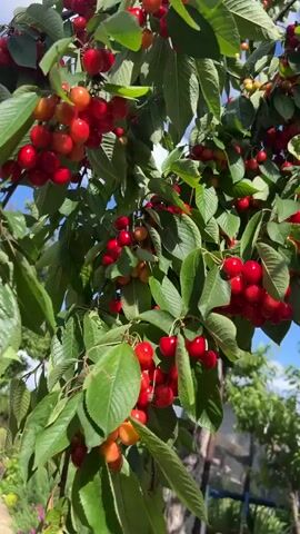 The video shows a close-up view of a cherry tree laden with ripe red cherries. The camera pans slowly, focusing on clusters of cherries hanging from branches amidst green leaves. Sunlight filters through the leaves, highlighting the vibrant red of the fruit. The background is slightly blurred, showing hints of a blue sky and other greenery, suggesting an outdoor setting, likely a garden or orchard. There are no people visible in the video, and the focus is entirely on the fruit and foliage of the cherry tree. The overall impression is one of abundance and natural beauty.
