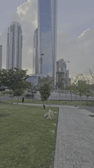 Golden retriever enjoys early morning walk in Tel-Aviv park