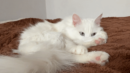 White cat rests on brown blanket in Mirny, Russia