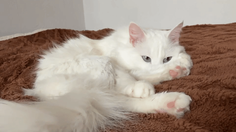 White cat rests on brown blanket in Mirny, Russia
