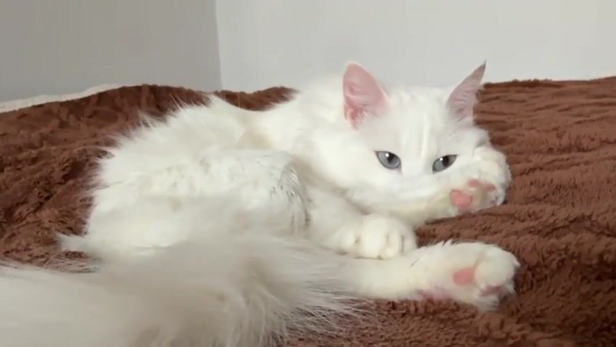 White cat rests on brown blanket in Mirny, Russia
