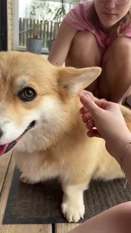 A person's hand gently pets a light brown and white corgi dog's ears. The dog looks at the camera with its tongue slightly out and appears happy. In the background, another person wearing a pink shirt is partially visible, crouching down. The scene takes place indoors on a wooden floor with a rug beneath the dog.