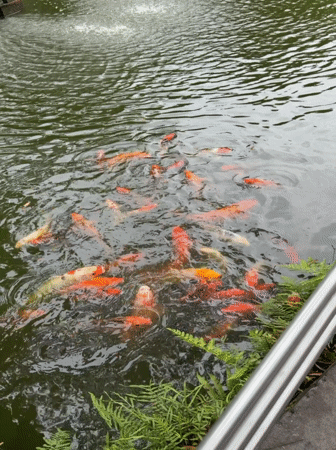 Afternoon at Chongqing Zoo — pandas, rhinos, hippos, and koi
