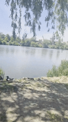 Ducks observed at lakeside in New Rochelle