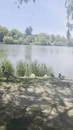 Ducks observed at lakeside in New Rochelle