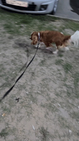 Evening dog walk and restaurant scene captured in Veliky Novgorod