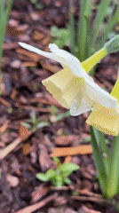 Rain-covered daffodils bloom in Vaskelovo garden