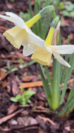 Rain-covered daffodils bloom in Vaskelovo garden