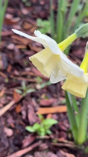 Rain-covered daffodils bloom in Vaskelovo garden