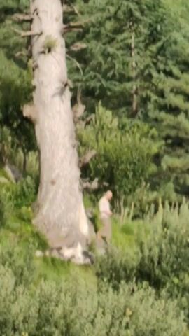 A person is standing next to a large, dead tree on a grassy slope. The tree is very tall and thick, with no leaves. The person is wearing a light-colored shirt and dark pants. They are holding something in their hand and appear to be examining it. In the background, there are many other trees, some of which are much smaller and greener. The slope is covered in grass and bushes. Further in the distance, there is a house built on the side of a mountain, surrounded by more trees and a cloudy sky.