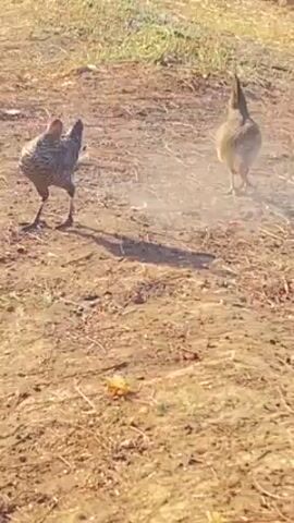 The video shows two chickens on a dirt patch near a field. One chicken has a dark gray, almost black, and white speckled pattern while the other is brown and darker brown. Both chickens have red features on their heads. The chickens are pecking at the ground, presumably looking for food. They occasionally walk around in the dirt, but seem focused on their foraging. The dirt patch is partially covered in dead grass and weeds.