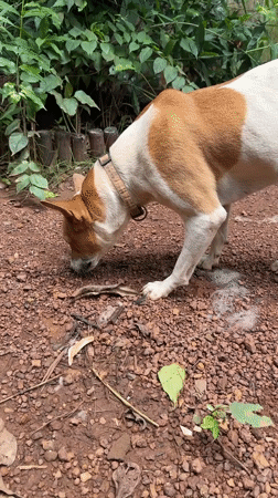 Dogs and daily life around a property in Ashvem, Goa