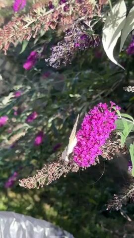 A butterfly with white and brown wings rests on a cluster of vibrant pink flowers. The butterfly's body is thin and its wings are partially open, revealing intricate patterns. The flowers are small and densely packed together, forming a cone-shaped bloom. The background is a blur of green foliage and other pink flowers, suggesting a garden setting. Sunlight illuminates the scene, casting soft shadows and highlighting the delicate details of the butterfly and flowers. The overall impression is one of natural beauty and tranquility.