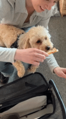 Woman plays with harnessed dog in London office