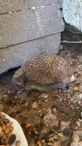 A hedgehog is eating dog food from the ground. The hedgehog is facing left and its nose is touching the ground. The hedgehog is brown and has spikes. The ground is made of dirt and small rocks. There are some grey blocks in the background and a white bowl with dog food in the foreground.