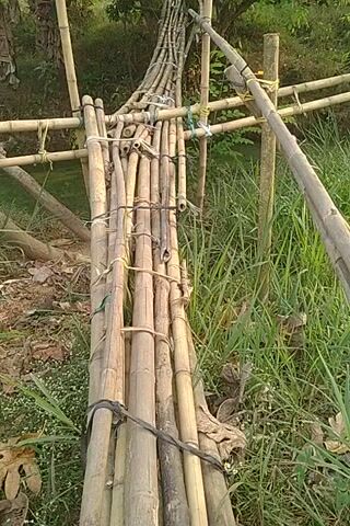 This is a close-up, overhead shot of a narrow, makeshift bridge constructed entirely from bamboo poles tied together. The bridge spans across what appears to be a watery area or a ditch, judging by the presence of vegetation on either side. The bamboo poles are weathered and aged, suggesting the bridge has been in use for some time. They are bundled together and secured with ropes or vines in various sections, creating a somewhat uneven and flexible walkway. Larger bamboo poles are used for the handrails on either side, also tied to vertical supports that are themselves made of bamboo. The surrounding environment is lush and green, with tall grass and trees visible, indicating an outdoor, possibly rural or natural setting. The lighting suggests it is daytime. There are no people or animals visible in the frame. The camera angle is static, looking down onto the bridge.