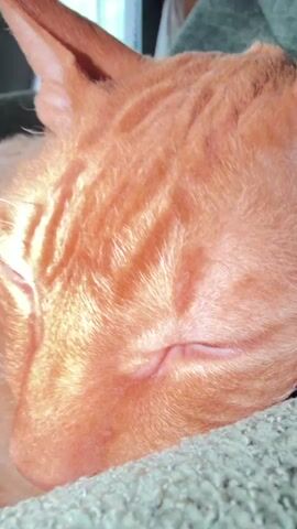 The video is a close-up of an orange cat sleeping. The cat's eyes are partially closed, and its fur appears to be curly. The cat is lying on a green, textured surface, possibly a pet bed. The background is out of focus but suggests an indoor environment with natural light coming from a window. The video is static, with no discernible movement other than subtle changes in the cat's expression as it sleeps.