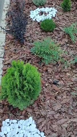 The video shows a close-up, high-angle view of a landscaped garden bed. The ground is covered with a thick layer of brown mulch, which appears to be bark chips. Scattered throughout the mulch are various plants and decorative elements. In the foreground, a large, round, bright green evergreen shrub is prominently featured. To the left and right of this shrub, piles of smooth, white pebbles are arranged. Further into the garden bed, there are several smaller evergreen plants, some with a rounded shape and others with a more spreading, trailing habit. One plant has dark, reddish-purple foliage. A row of lavender plants with purple flowers runs along the right side of the garden bed. White decorative stones are also visible in the upper portion of the frame. The lighting suggests it is daytime, possibly overcast or late afternoon. There are no people or animals visible in the video.