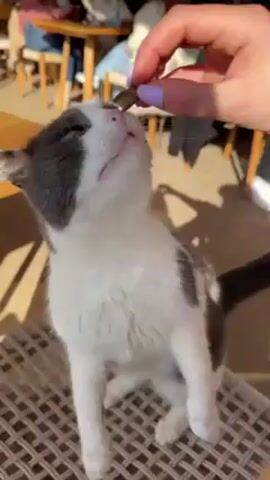 A gray and white cat sitting on a white wicker chair outdoors is being fed a small, dark morsel from a person’s hand. The person has purple fingernails. The cat is facing the hand, looking upwards, and opens its mouth to receive the food. People and outdoor café furniture are visible in the background. The cat has white whiskers. The light appears bright and sunny.