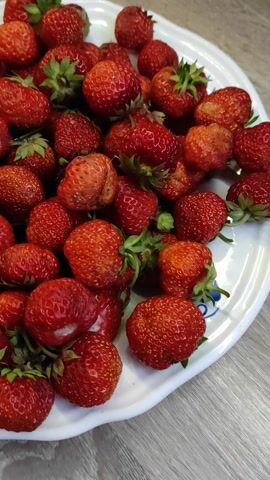 A close-up, overhead shot showcases a heaping platter of fresh, ripe strawberries. The scene is dominated by the vibrant red of the fruit, with their green stems and leaves providing a contrasting touch of color. The strawberries vary in size and shape, with some perfectly formed and others slightly irregular, hinting at their natural origins. They are densely packed on a white platter, which has a subtle blue decorative pattern visible in the lower left corner. The lighting suggests an indoor setting, possibly a kitchen or dining area, with no specific time of day or weather being discernible. The overall impression is one of abundance and freshness, evoking a sense of simple, natural enjoyment. There is no visible text in the media file. The location context of Jablonec nad Nisou, Czechia, provides a geographical anchor for this image of seasonal fruit.