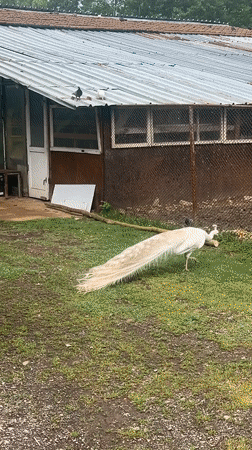 Animal encounters and leisure activities documented in Montana, Bulgaria