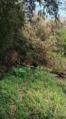 The video shows a pathway winding through dense vegetation, primarily bamboo trees, with some broad-leafed plants along the side of the path. The bamboo stalks are leaning over the path, creating a canopy effect. The ground is covered in grass and fallen leaves. The lighting suggests it is daytime, with sunlight filtering through the leaves. There are no people or animals visible in the video.