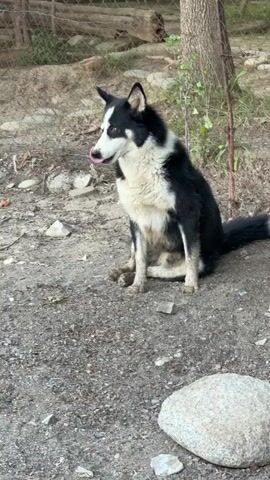 A black and white dog sits on the ground, facing left. The dog is muddy and appears to be looking off-camera. The ground is covered in dirt and small rocks. In the background, there is a fence made of wire and wood posts. A tree trunk is visible to the right of the dog. The lighting suggests it is daytime.