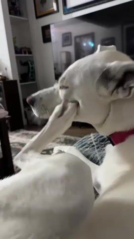 A white dog with blue eyes rests its head on a person's lap. The dog's front paw is near its snout. The background shows a living room with furniture and a television.