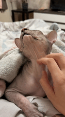 Sphynx cat enjoys neck rubs, shows grumpy face in Izhevsk