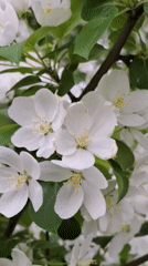 Early morning spring documentation captured across Chaikovsky, Russia