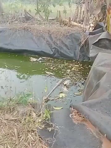 The video shows an outdoor pond lined with black plastic. The water in the pond is green and contains some debris, including leaves. The pond is surrounded by dirt and vegetation, including trees and some smaller plants. In the background, there are structures that appear to be buildings or sheds, and more trees and vegetation. The scene appears to be a rural or agricultural setting.