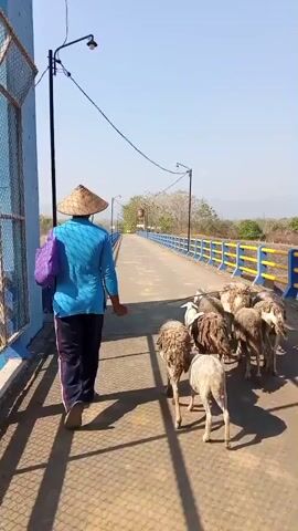 A person wearing a conical hat and a blue shirt is walking across a bridge, leading a flock of sheep. The person is holding a purple bag in their left hand and a stick in their right hand, using it to guide the sheep. The sheep are walking in a single file behind the person. The bridge has blue and yellow railings and is lined with a metal fence. The environment appears to be rural with trees and hills in the background. The sky is clear and blue.