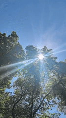 Sunny morning in a Perm park, canopy and pathways