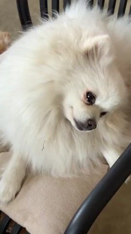 A white Pomeranian dog is lying on a chair with a tan cushion. The dog is looking down and to the right, with its left paw resting on the cushion. The dog's fur is fluffy and white. A black chair back is visible in the right side of the frame.