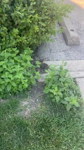 The video begins focusing on a small, gray rabbit standing on a small patch of ground between lush green foliage and a concrete slab. The camera slowly pans to the right, revealing that the rabbit is in a parking lot or outdoor area. The area is lined with concrete parking blocks and a patio with potted plants, a wooden chair, and a table. The rabbit is standing near the edge of the patio, facing away from the camera.