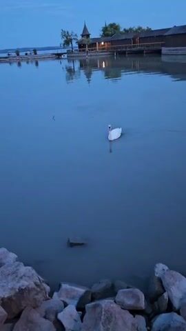A white swan swims in a calm body of water at dusk. In the background, a wooden structure with a dark, pointed roof and several interconnected buildings with lit windows stands on the water's edge. A wooden pier extends into the water from the structure. The foreground shows a rocky shoreline. The sky is a deep blue, indicating twilight.