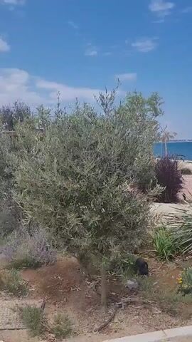 A handheld, vertical video pans across a coastal scene on a sunny day. The foreground features landscaping with an olive tree, various bushes, and yellow flowers. Beyond the plants, a paved walkway leads to a picnic table and benches set against the backdrop of a blue ocean and sky. Several slender trees with sparse foliage dot the area between the walkway and the water. The water is calm, and a distant landmass is visible on the horizon. The sky is clear with a few wispy clouds.