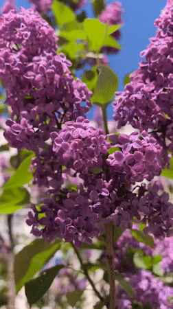 Spring morning scenes documented across Sterlitamak, Russia