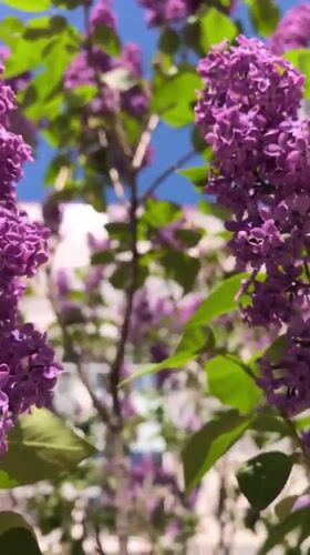 Spring morning scenes documented across Sterlitamak, Russia