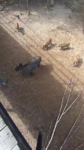 The video shows a mother wild boar and four piglets in an outdoor enclosure. The mother boar is large and dark brown, with a thick body and short, bristly hair. The piglets are smaller and have distinctive stripes running down their backs. They are all foraging on the ground, which appears to be a mixture of dirt and dry grass. The enclosure is fenced with a wooden railing visible in the foreground, suggesting the video is filmed from an elevated position. The environment appears to be wooded with some sparse vegetation. One person is partially visible on the left side of the frame, and another object, possibly a camera or drone, is visible in the lower center. The wild boars are interacting with each other, with the piglets staying close to their mother.