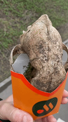 Moscow park walk reveals nature scenes, animal skull discovery
