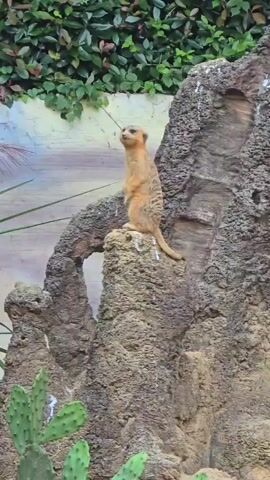A meerkat stands upright on a rock, looking to its left. The meerkat is tan with dark stripes on its back. It is facing a rocky area with some greenery in the background. The meerkat is the only animal visible in the frame.