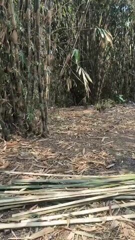A person wearing a red shirt and a blue head covering is crouching on a dirt ground covered in dry leaves and bamboo debris. They are in a bamboo forest, with tall bamboo stalks surrounding the area. In front of the person, there is a pile of cut bamboo poles. The person appears to be working on something, possibly processing the bamboo. The video is shot from a slightly elevated angle looking down at the scene.