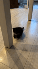 Black and white kitten plays around a Vologda apartment