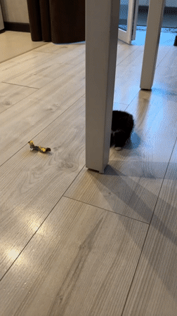 Black and white kitten plays around a Vologda apartment