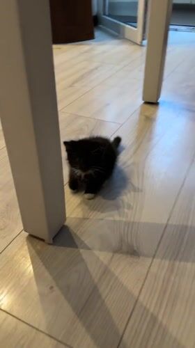 Black and white kitten plays around a Vologda apartment