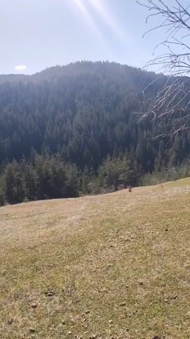 The video presents a static shot of a grassy field in front of a dense forest. The field appears to be dry, with a mix of brown and green grass.  A sparse line of smaller trees separates the field from the thicker forest in the background. The forest covers a hillside, creating a hazy effect due to the distance and possibly atmospheric conditions. The sky is clear and bright, with the sun positioned high, casting a slight glare into the camera. There are no people or animals visible in the scene.